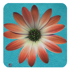 Daisy-coral-Turquoise