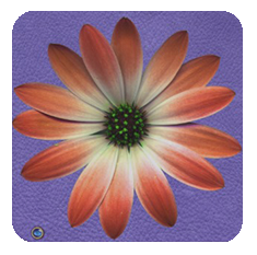 Daisy-coral-purple