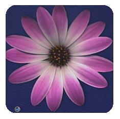 Daisy-pink-blue