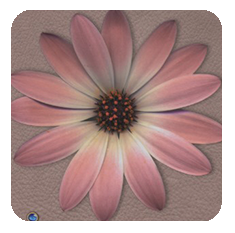 Daisy-pink-taupe