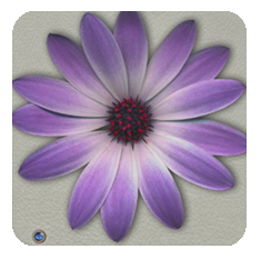 Daisy-purple-stone