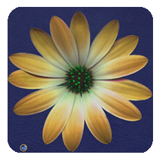 Daisy-yellow-blue