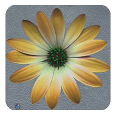 Daisy-yellow-grey