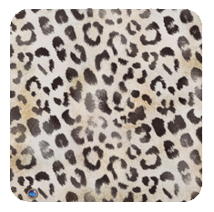 leopard-ivory